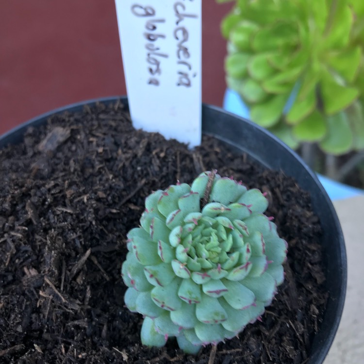 Plant image Echeveria Vincent Catto