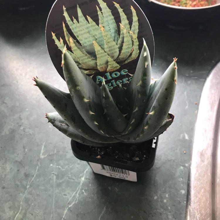 Plant image Aloe peglerae