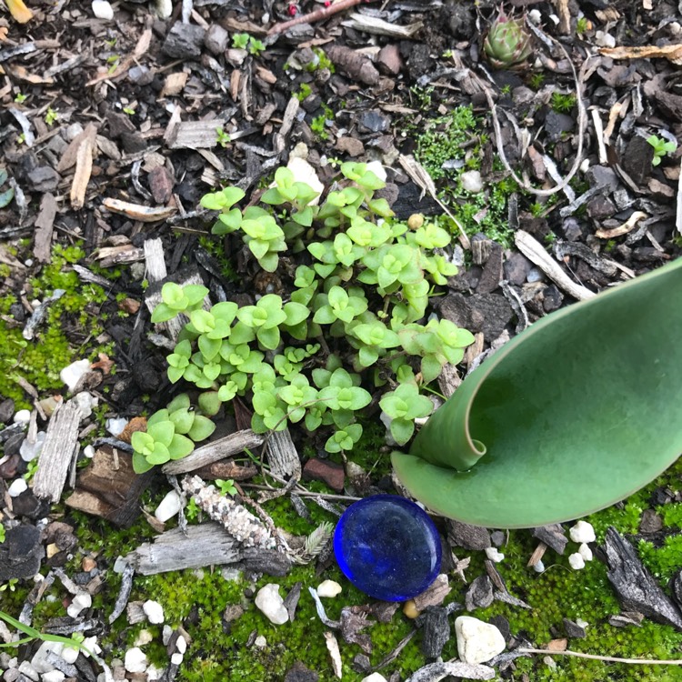 Plant image Sedum 'Little Master'