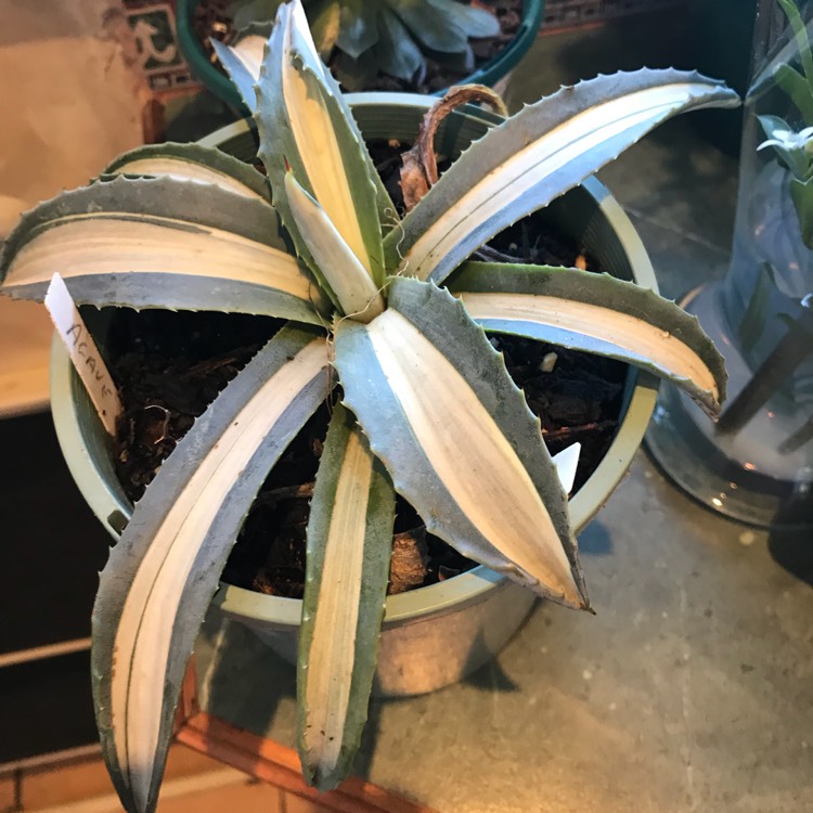 Plant image Agave americana 'Mediopicta Alba'