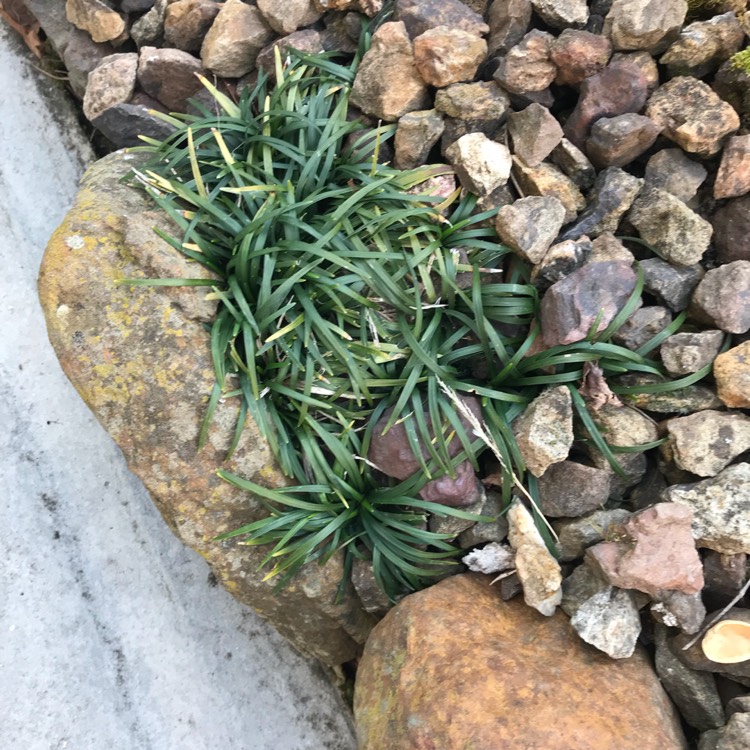 Plant image Ophiopogon japonicus 'Nanus' syn. Ophiopogon japonicus 'Nana'