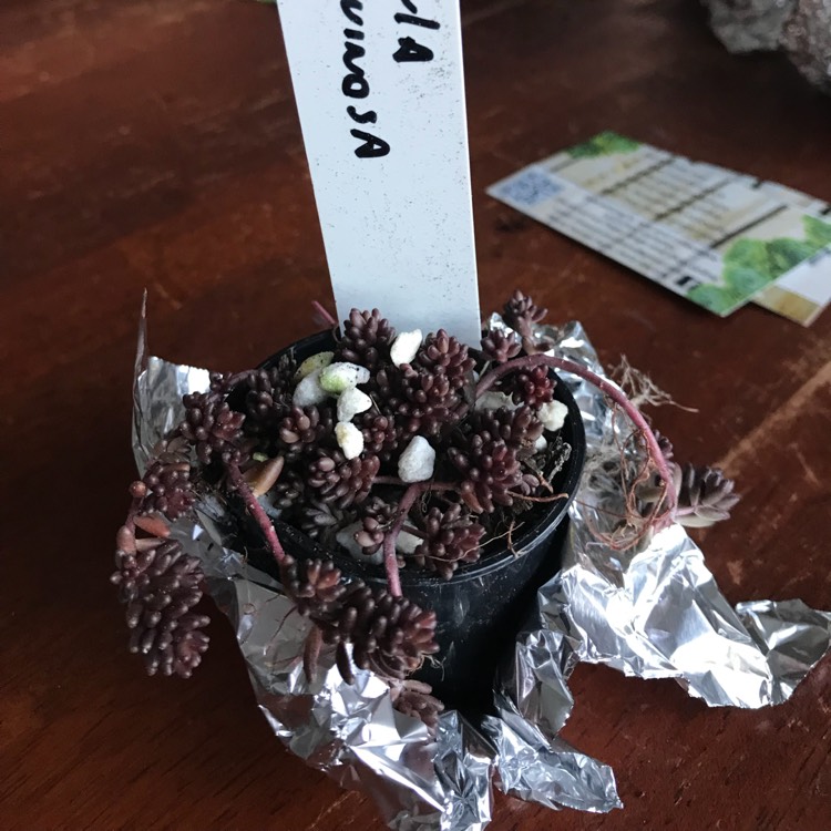 Plant image Crassula Pruinosa