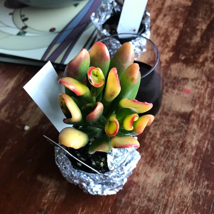 Plant image Crassula ovata v. 'Golum Variegata'