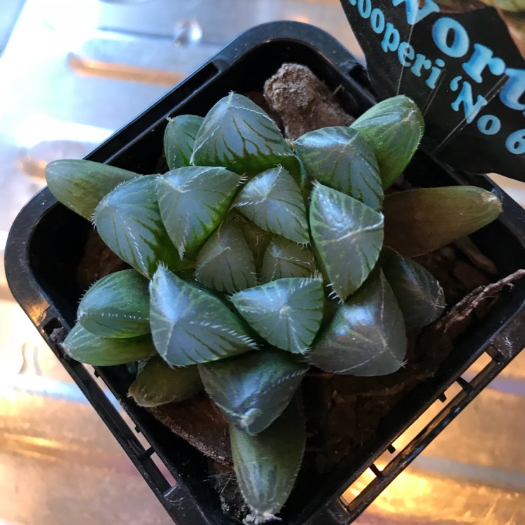 Plant image Haworthia cooperi var ' No 60' 