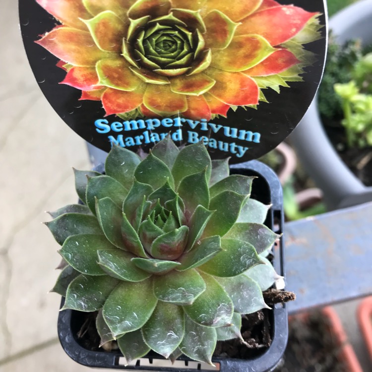 Plant image Sempervivum Marland Beauty