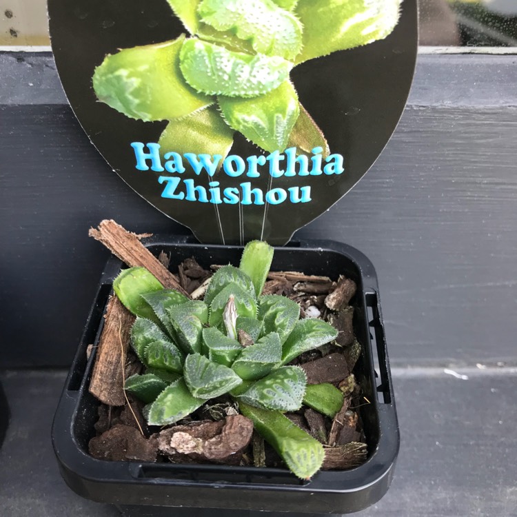 Plant image Haworthia Zhishou