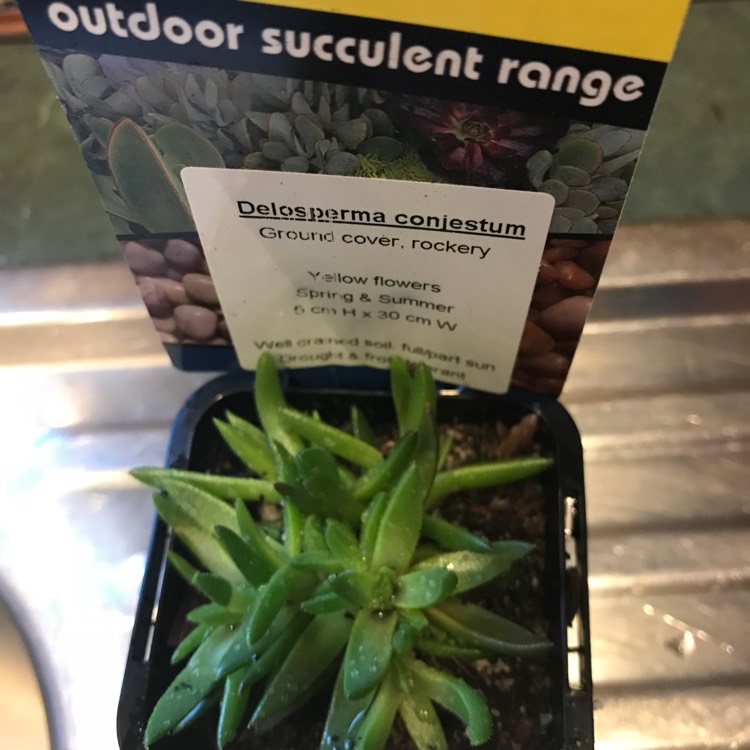 Plant image Delosperma Congestum