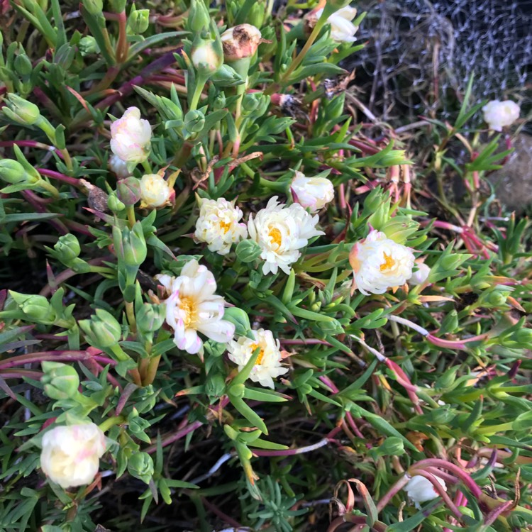 Plant image Delosperma cooperi 'Jewel of Desert Moon Stone' (Jewel of Desert Series)