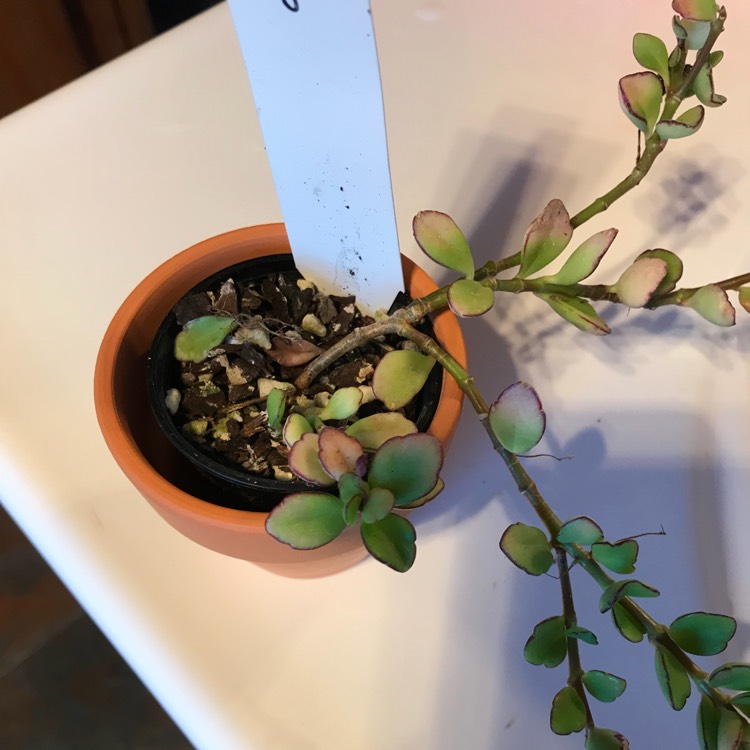 Plant image Kalanchoe Angel Lamp