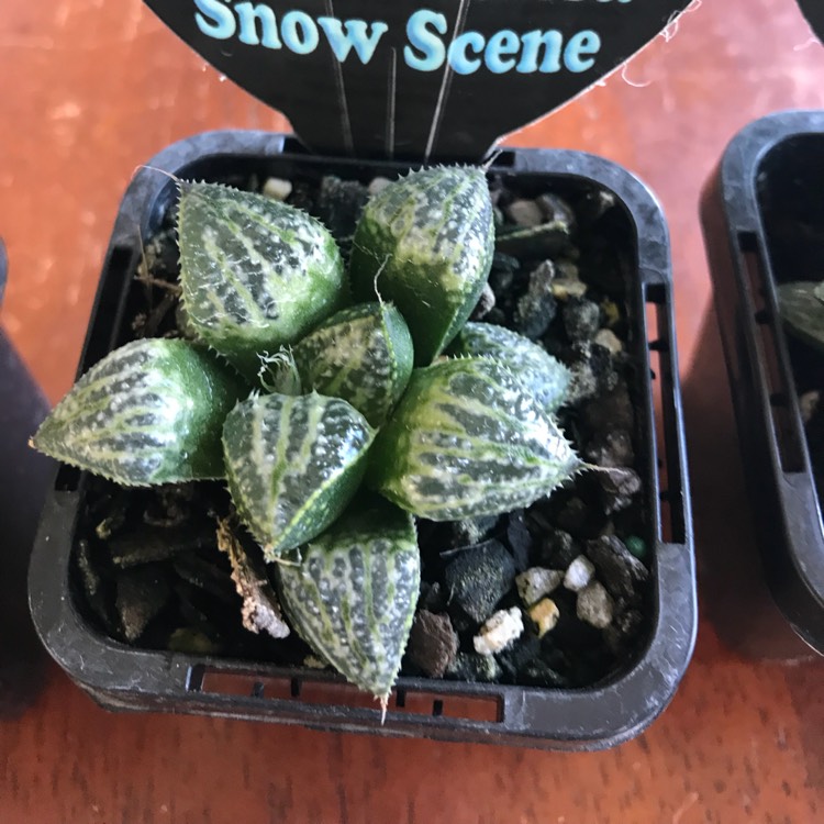 Plant image Haworthia emelyae 'Snow Scene'