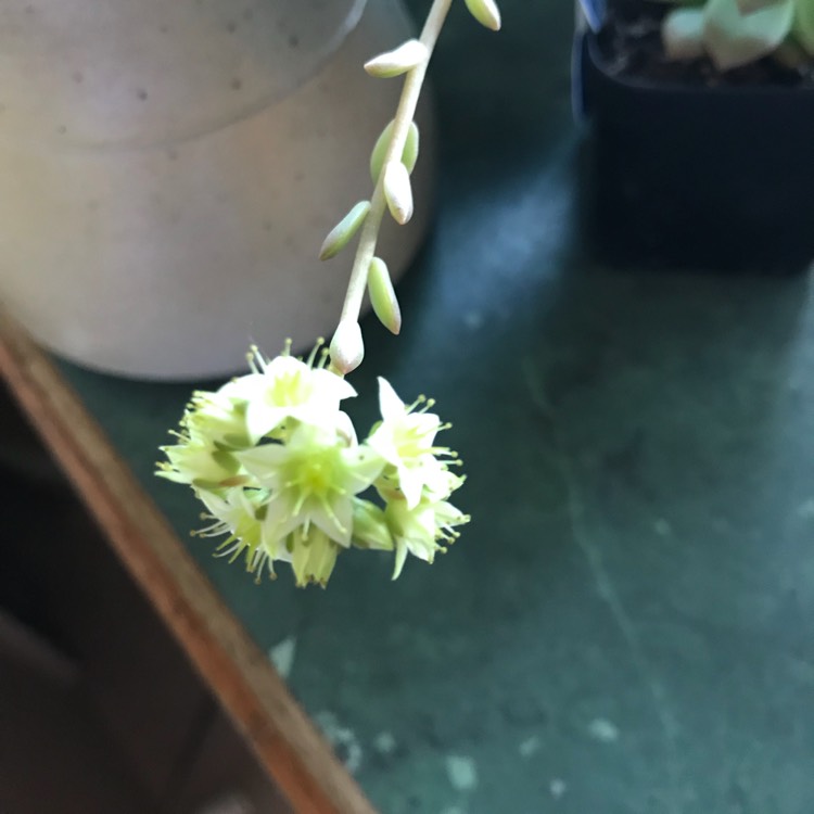 plant image 864839 plant image 864839