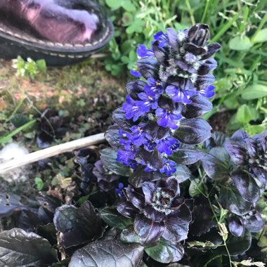 Ajuga reptans