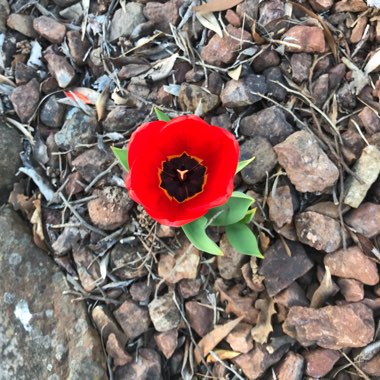Tulipa