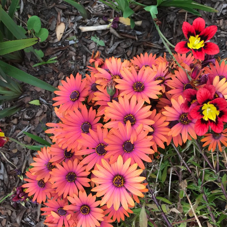 plant image 873476