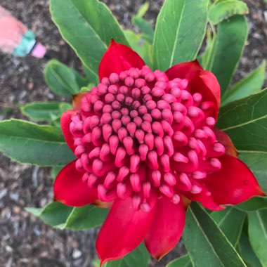 Telopea speciosissima