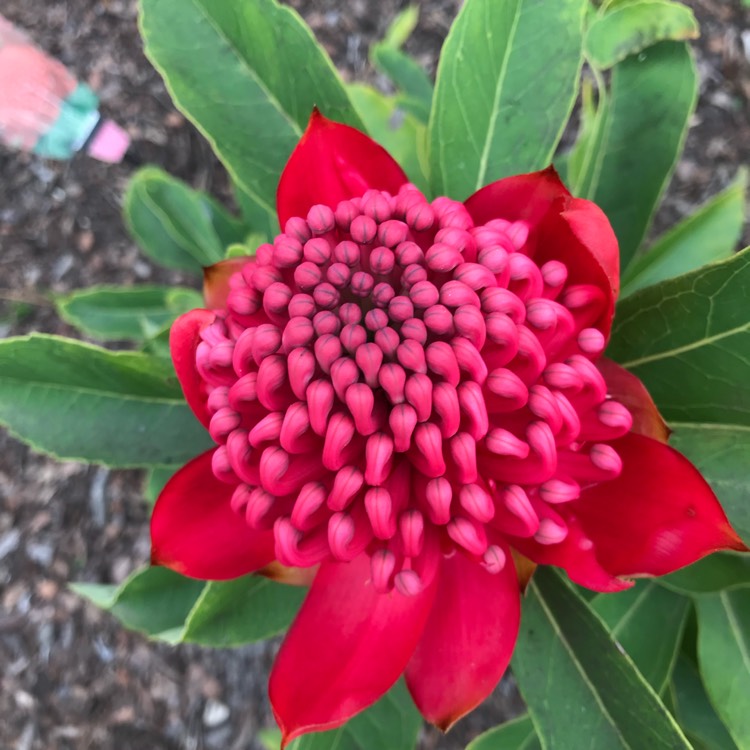 Plant image Telopea speciosissima