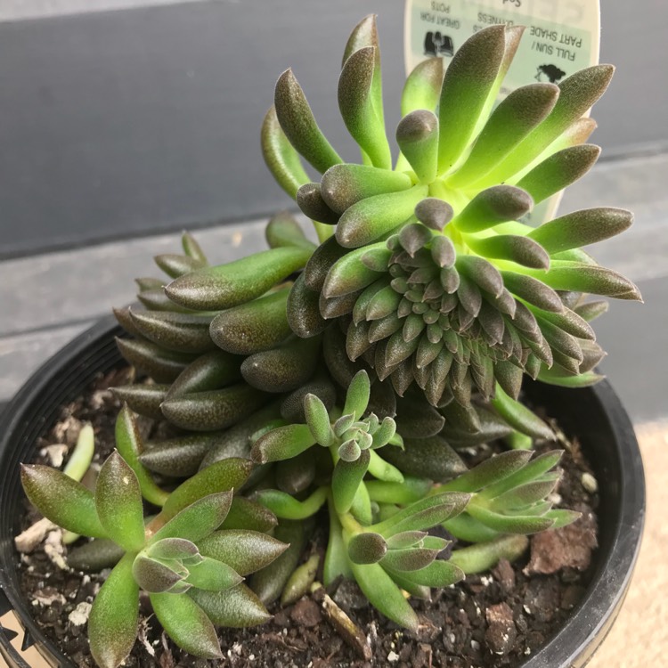 Plant image Sedum hakonense 'Chocolate Ball'