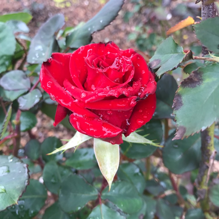 Plant image Rosa 'Kardinal'