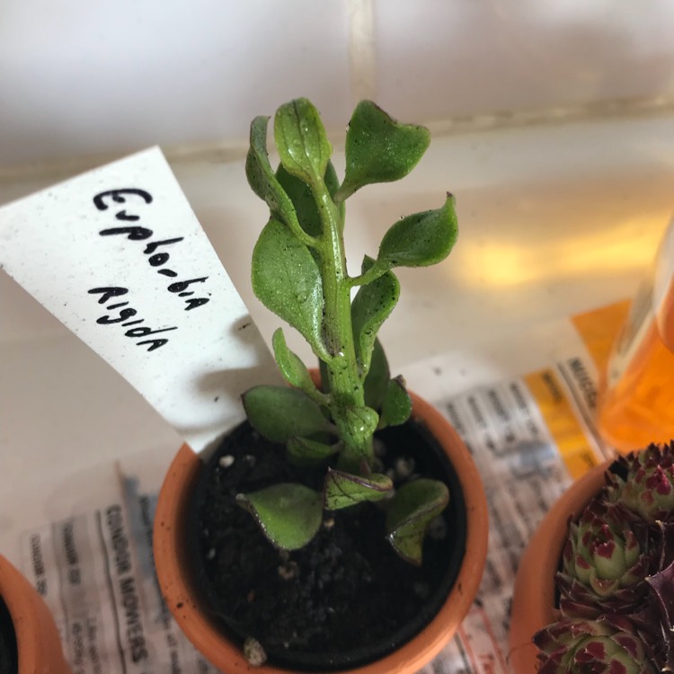 plant image 888874