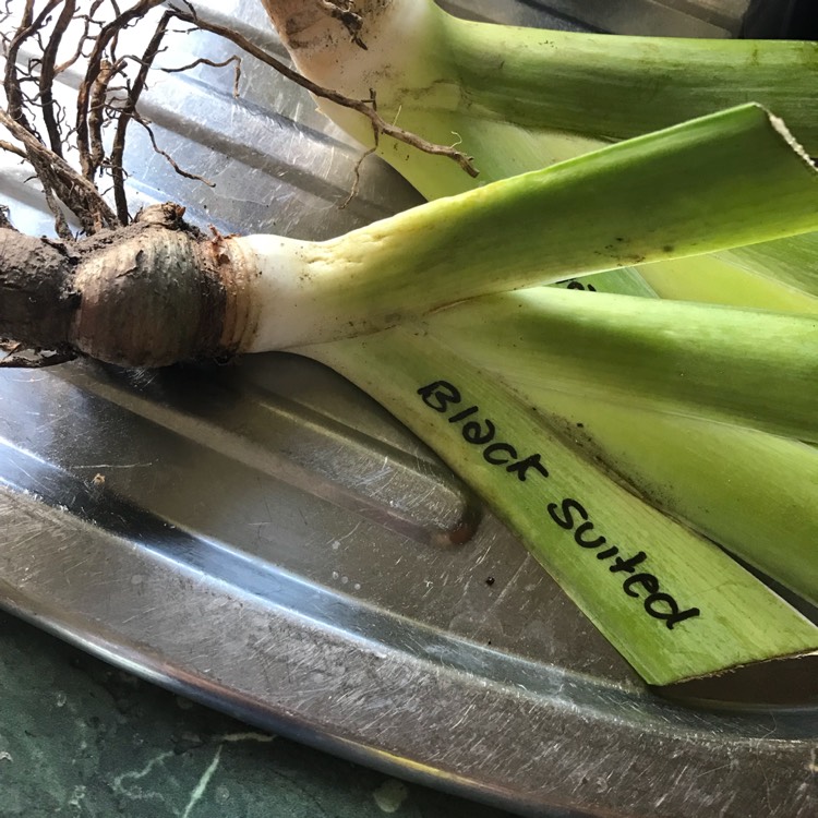 plant image 890684