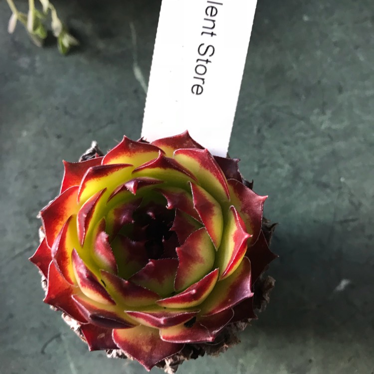 plant image 890691