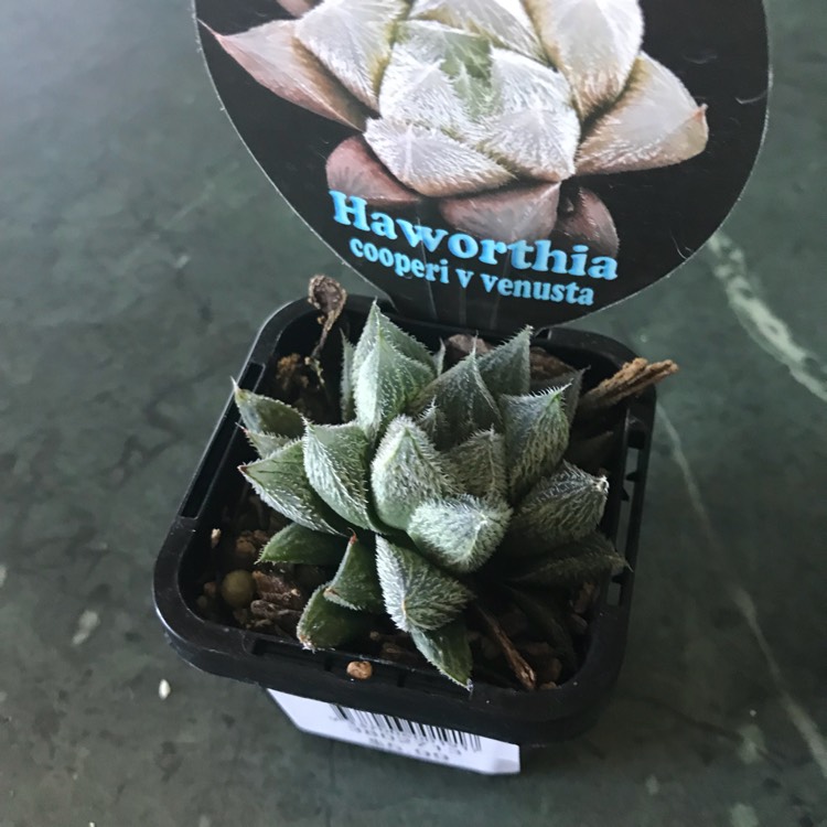 Plant image Haworthia Cooperi var. Venusta