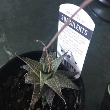 Haworthia Venosa ssp. Tessllata