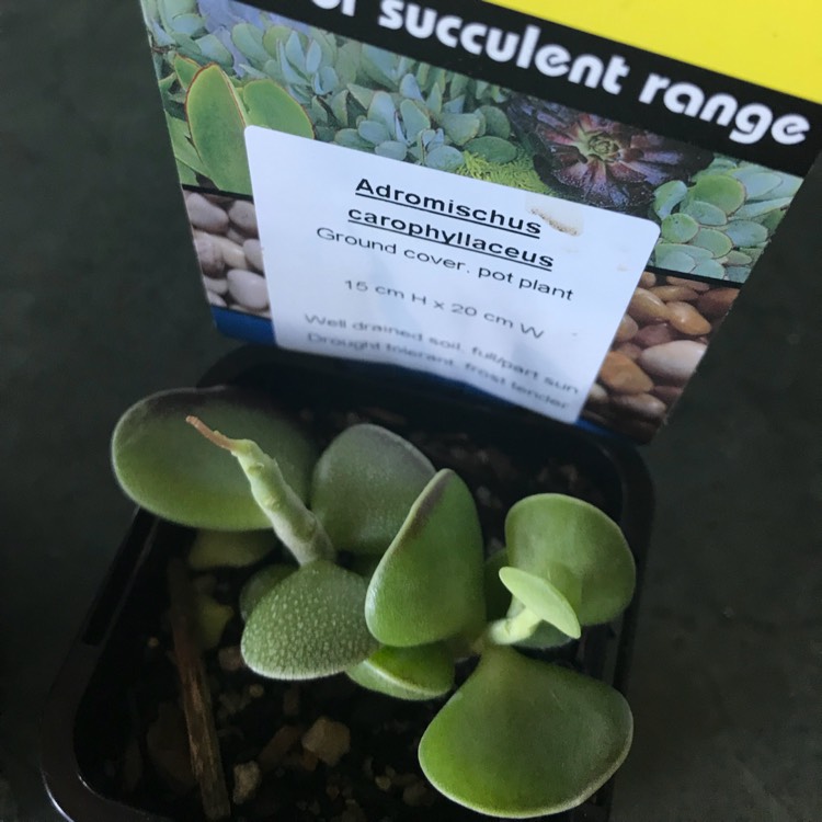 Plant image Adromischus Caryophyllaceus