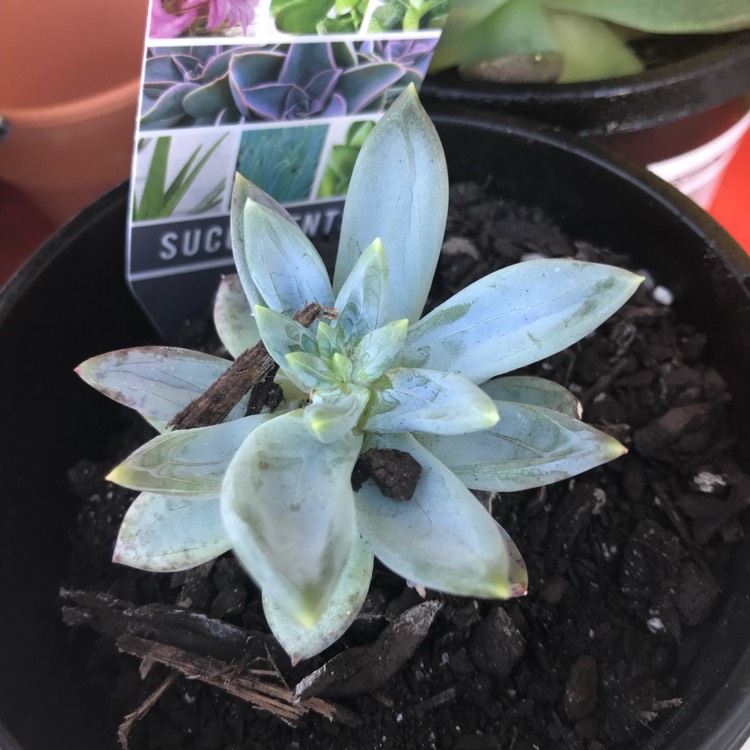 Plant image x Pachyveria glauca 'Little Jewel'