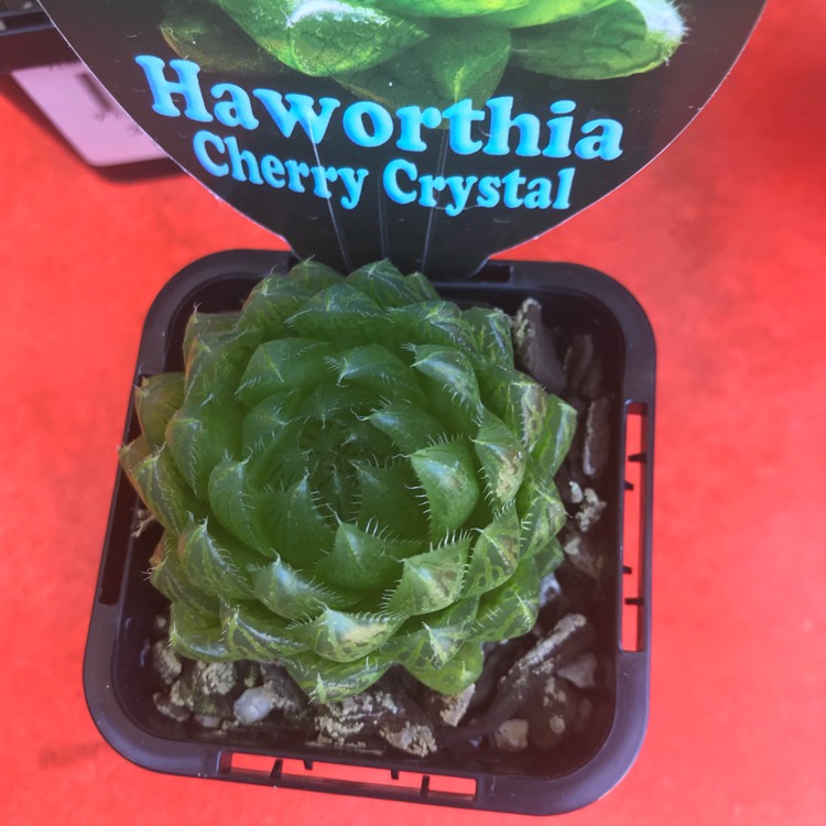 Plant image Haworthia Cherry Crystal