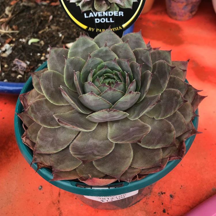 Plant image Sempervivum Lavender Doll