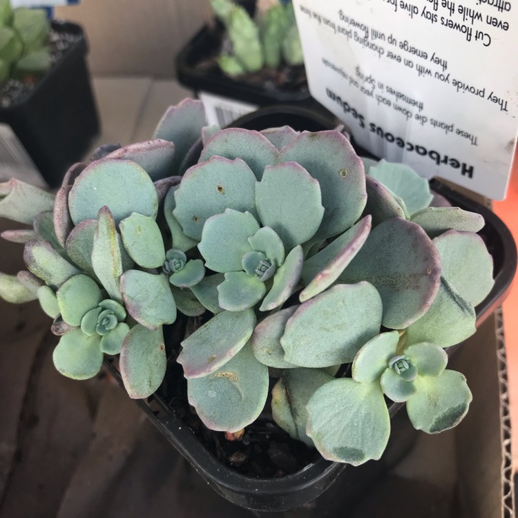 Plant image Hylotelephium Cauticola