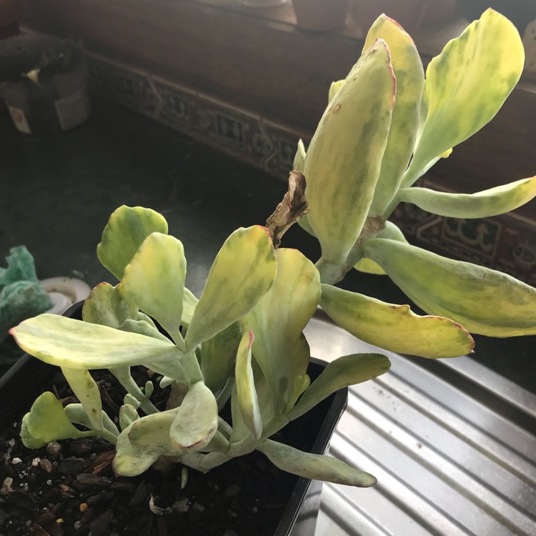 Plant image Cotyledon Orbiculata var. Orbiculata Variegata