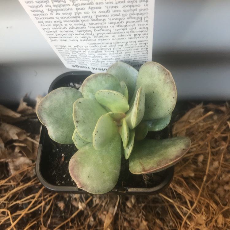 Plant image Adromischus Leucophyllus