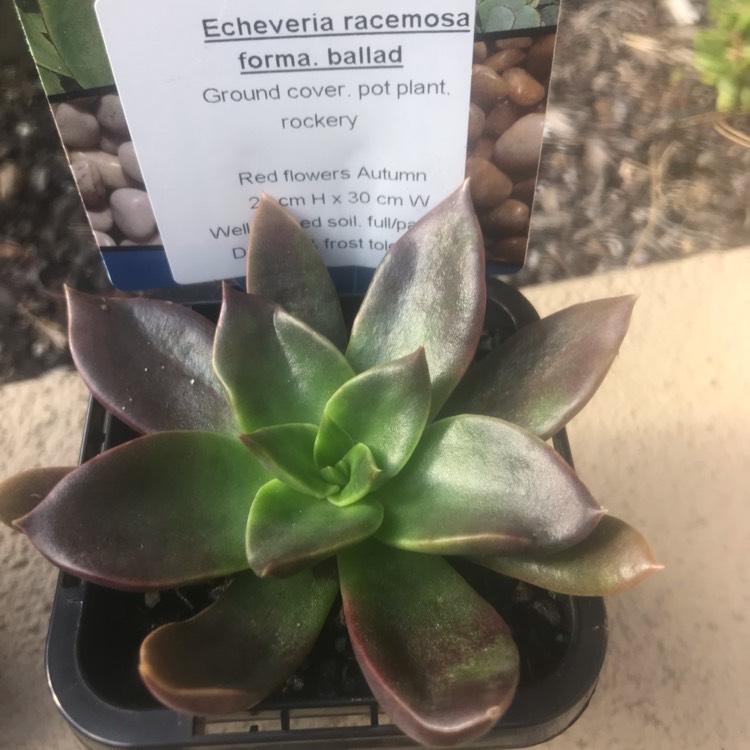 Plant image Echeveria Racemosa fa. Ballad