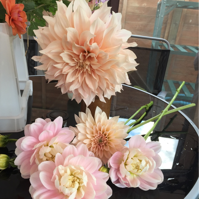 Louise's garden