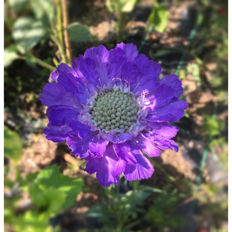 Scabiosa Fama Blue