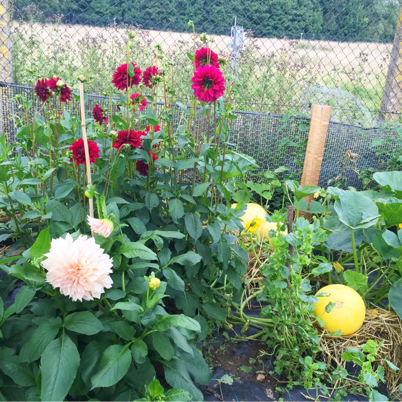 Louise's garden