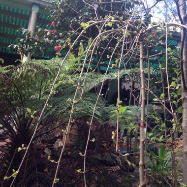 Weeping White Mulberry