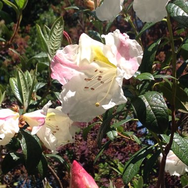 Louise's garden