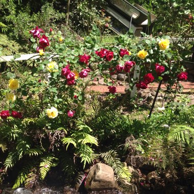Louise's garden