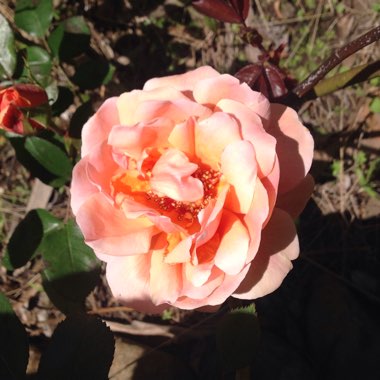 Louise's garden