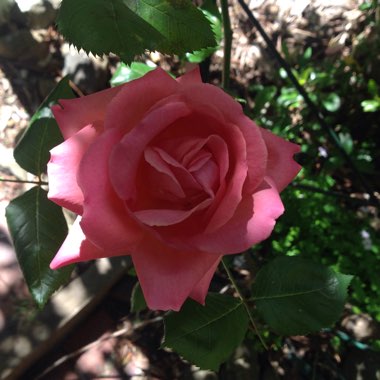 Louise's garden