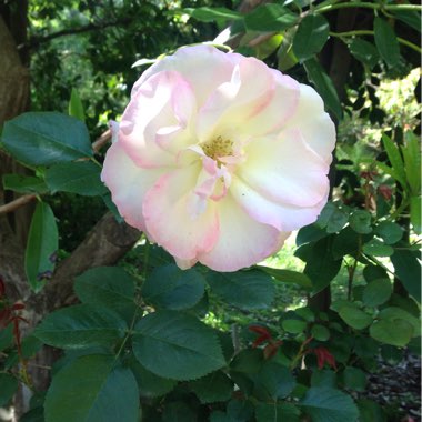Louise's garden