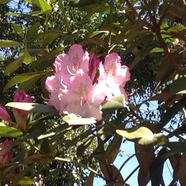 Louise's garden