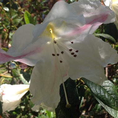 Louise's garden