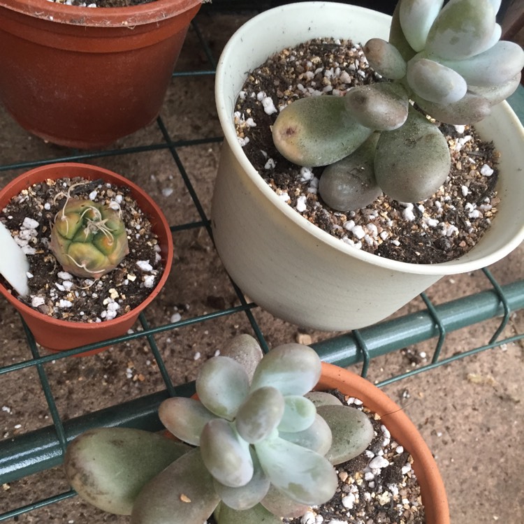 plant image 744626