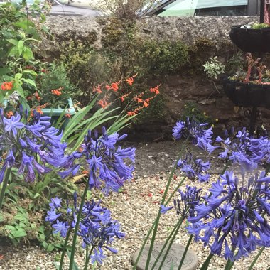 Agapanthus