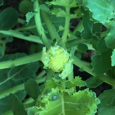 Brassica oleracea (Botrytis Group) 'Romanesco'