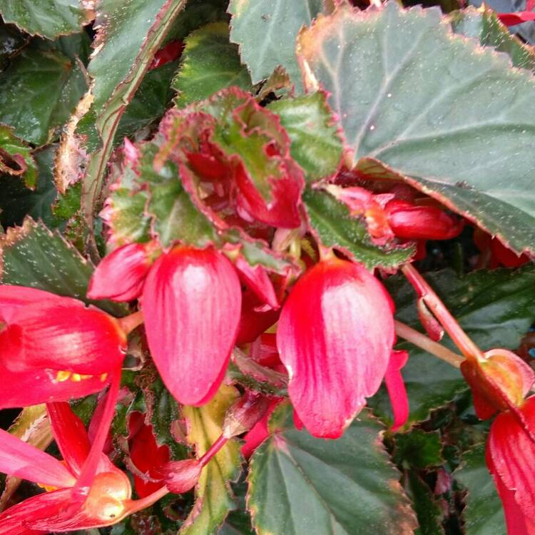 plant image 1053914